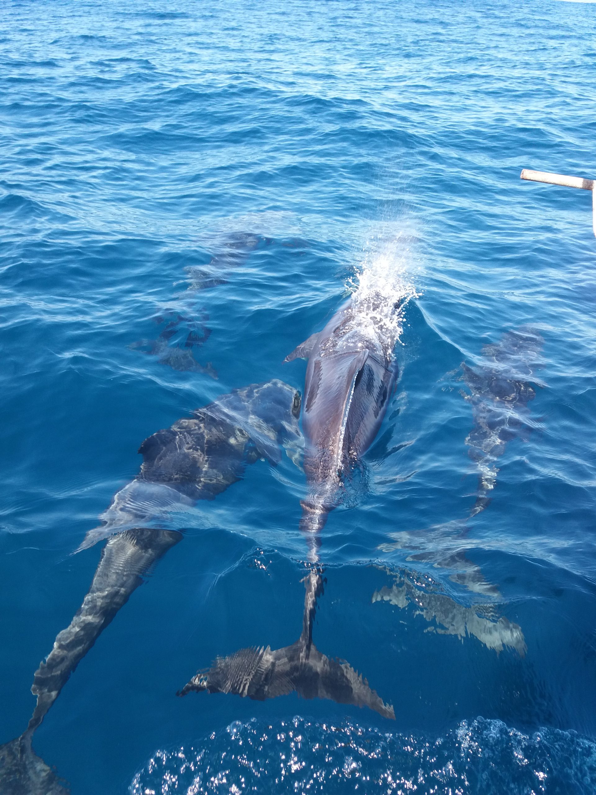 Dolphins riding the bow on a sailing holiday adventure