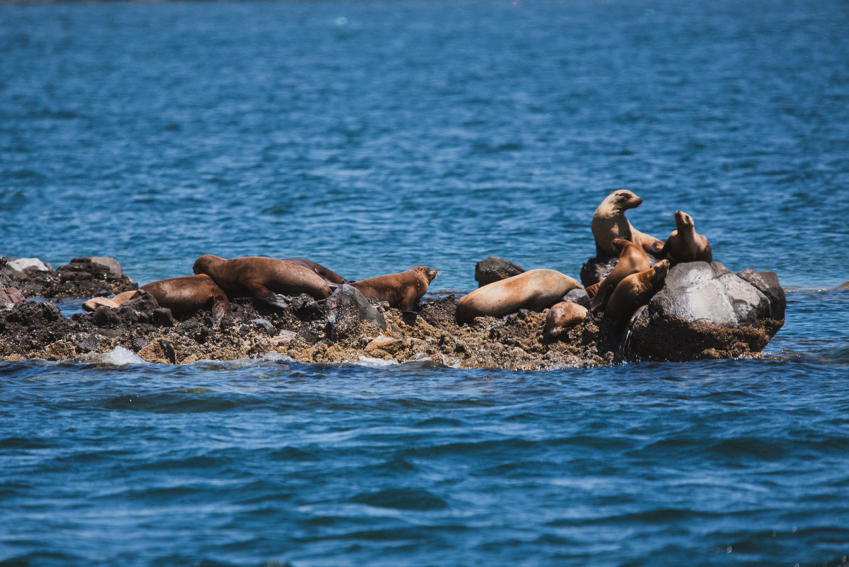 Family Sailing Holidays — Taking Children Sailing in the Sea of Cortez